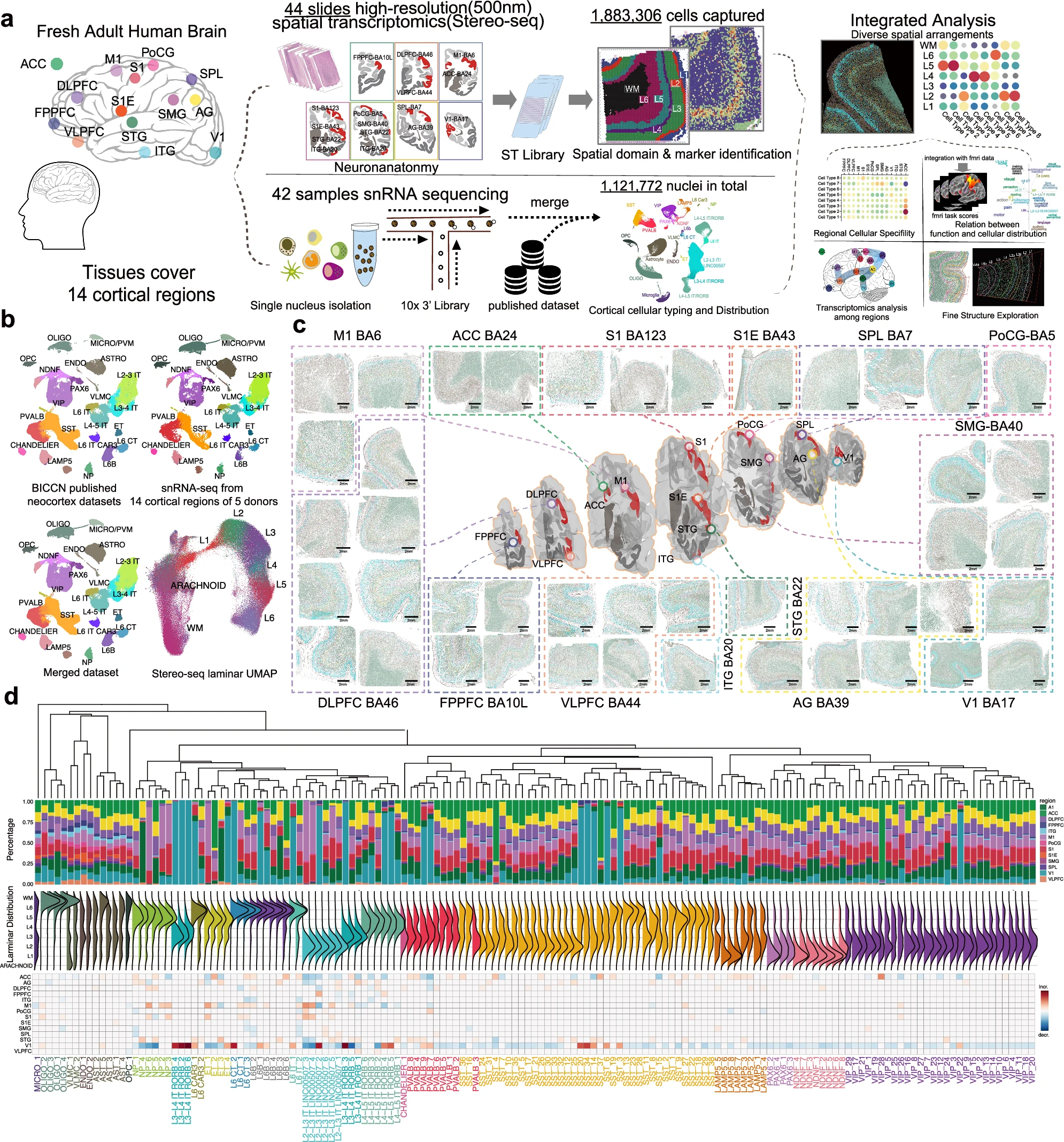 Figure 1 from the Nature Communications cerebral cortex spatial transcriptome paper